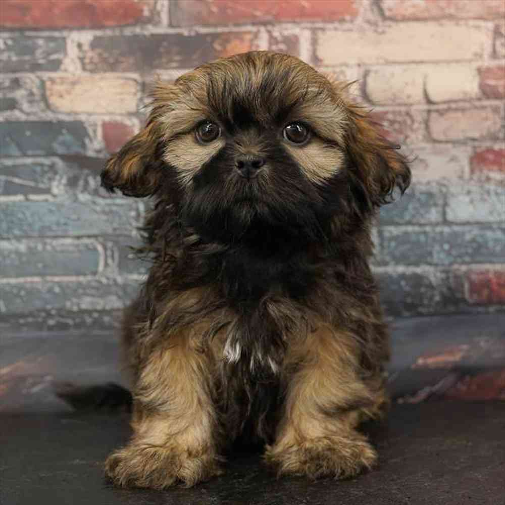 Image of a pet breed in the gallery