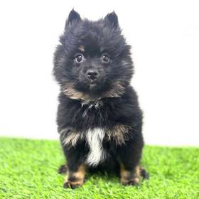 Pomeranian