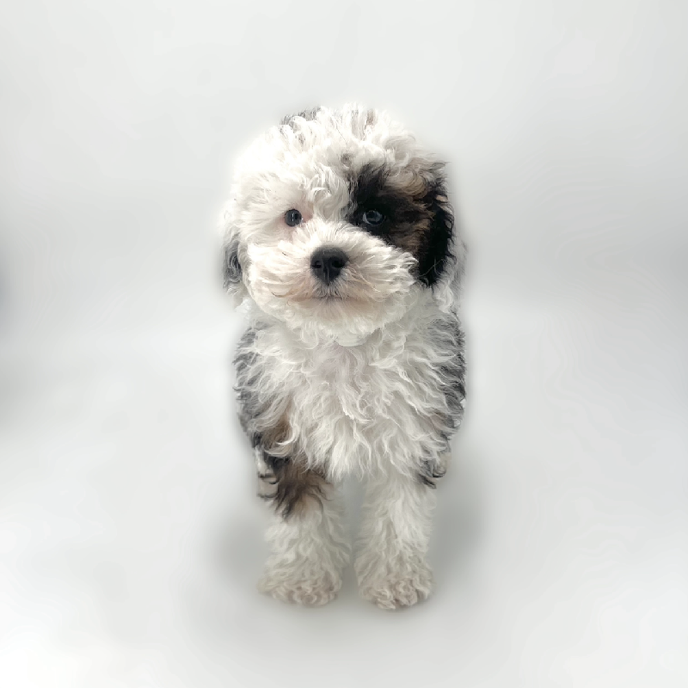Image of a pet breed in the gallery