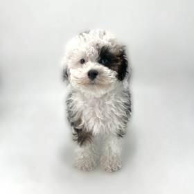 Shizapoo