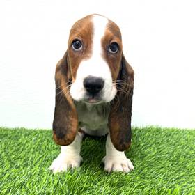 Basset Hound