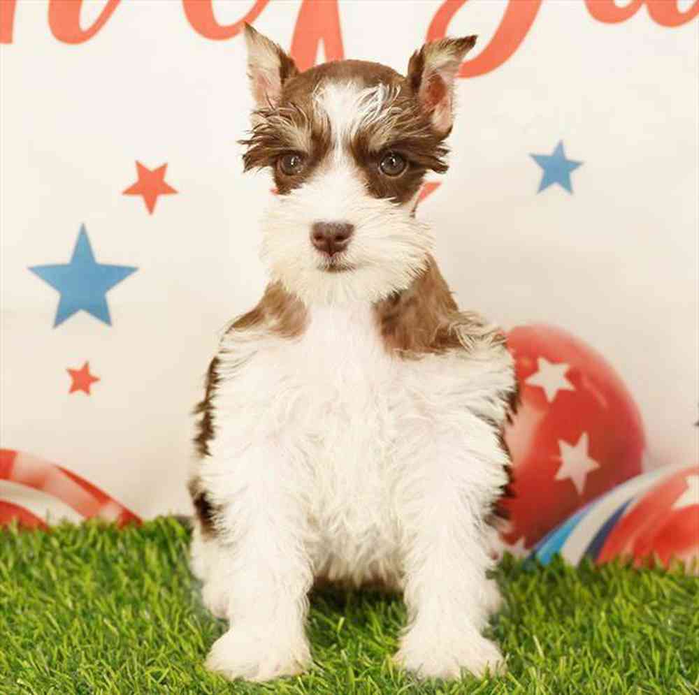 pet breed image