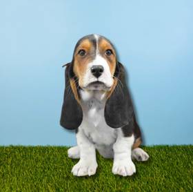 Basset Hound