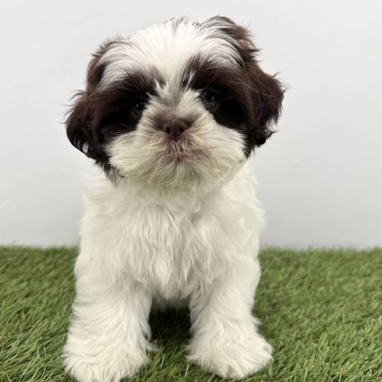 Shih Tzu