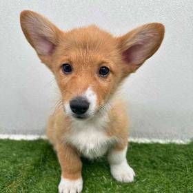 Pembroke Welsh Corgi