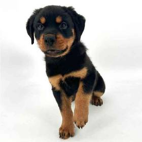 Rottweiler