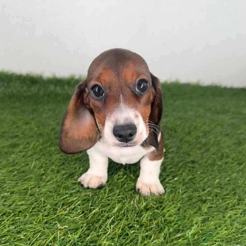 Image of a pet breed in the gallery