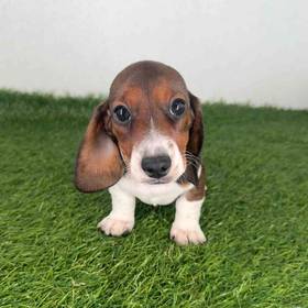 Dachshund