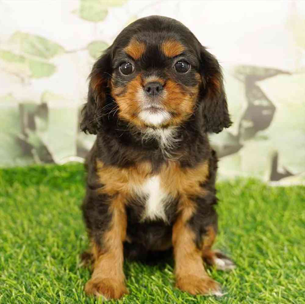 Image of a pet breed in the gallery
