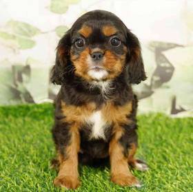 Cavalier King Charles Spaniel