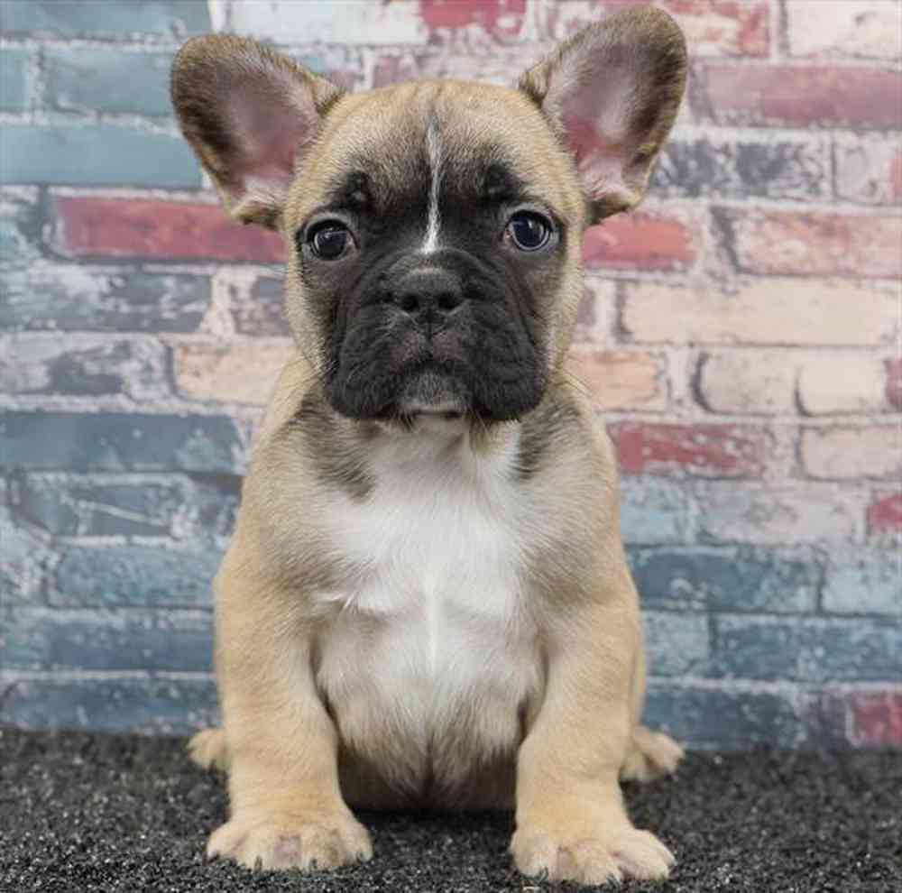 Image of a pet breed in the gallery