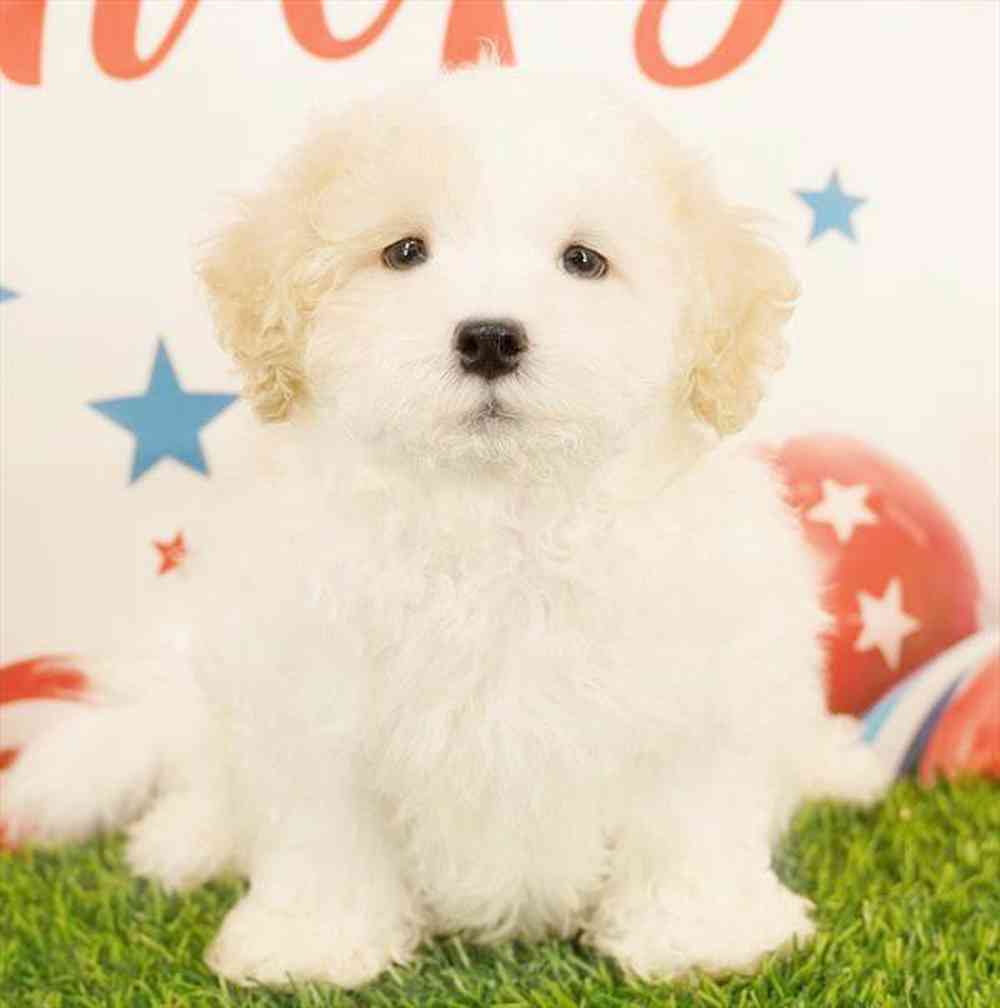 Image of a pet breed in the gallery