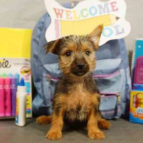 Silky Terrier
