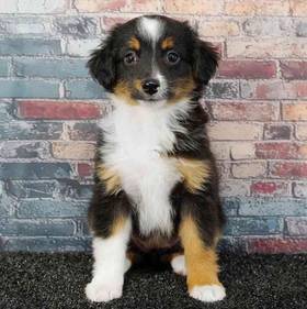 Mini Australian Shepherd