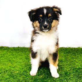 Mini Australian Shepherd