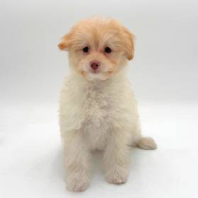 Pom-A-Poo