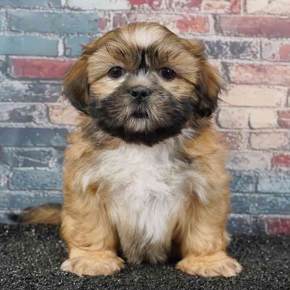 Image of a pet breed in the gallery