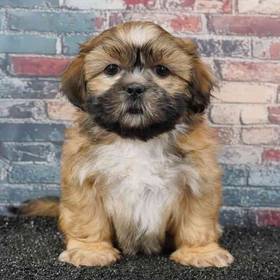 Shih Tzu