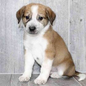 German Shepherd-Transylvanian Hound