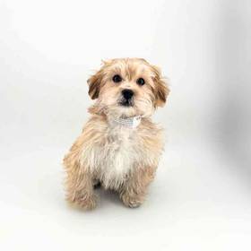 Shizapoo