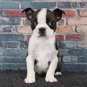 Boston Terrier