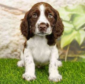 English Springer Spaniel