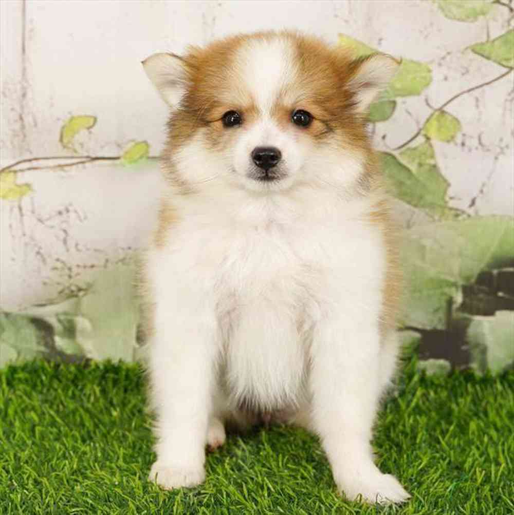 Image of a pet breed in the gallery