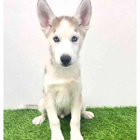 Siberian Husky