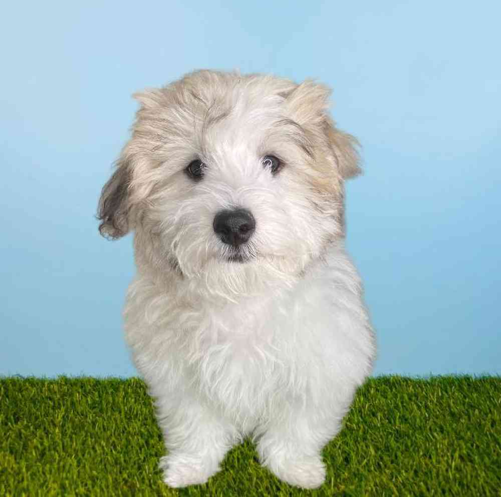 Male Coton De Tulear Puppy for Sale in Meridian, ID