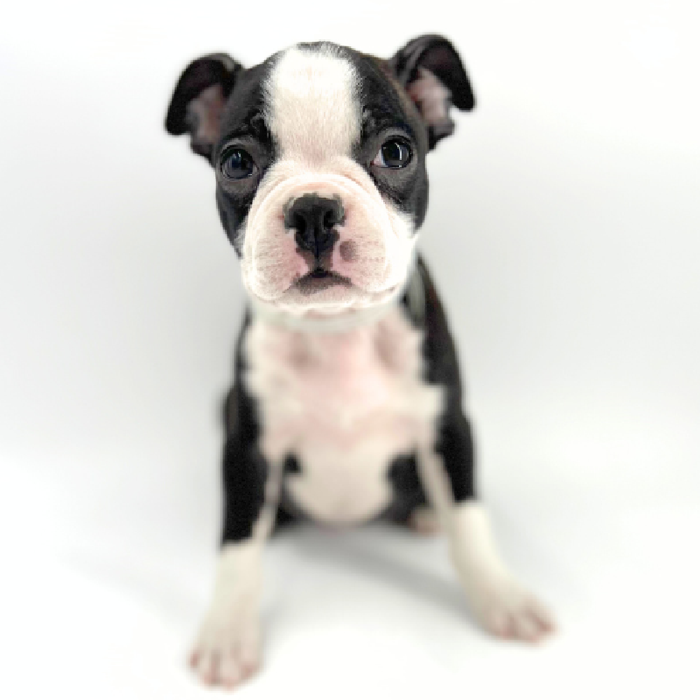 carousel pet images