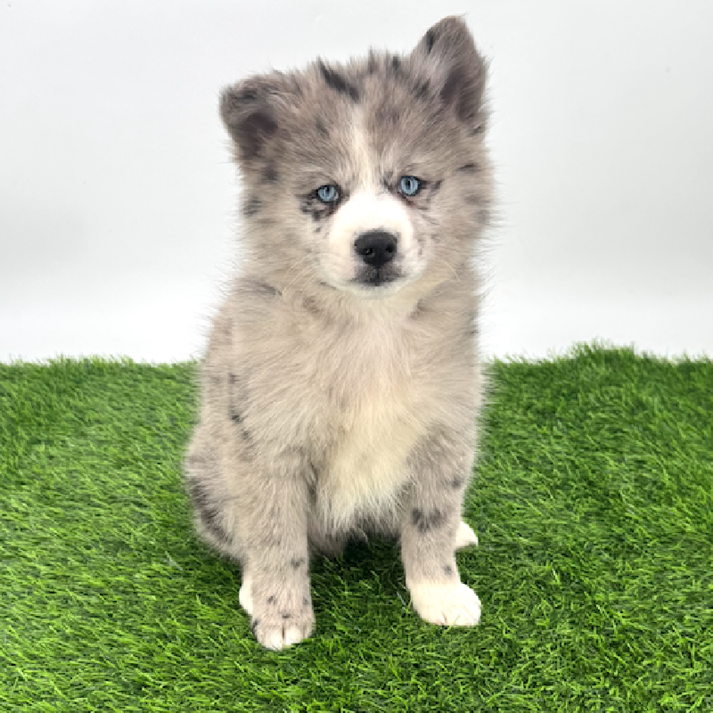 Image of a pet breed in the gallery