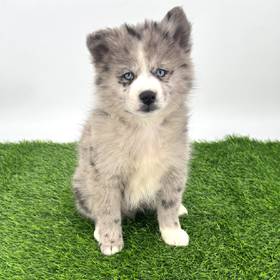 Pomsky