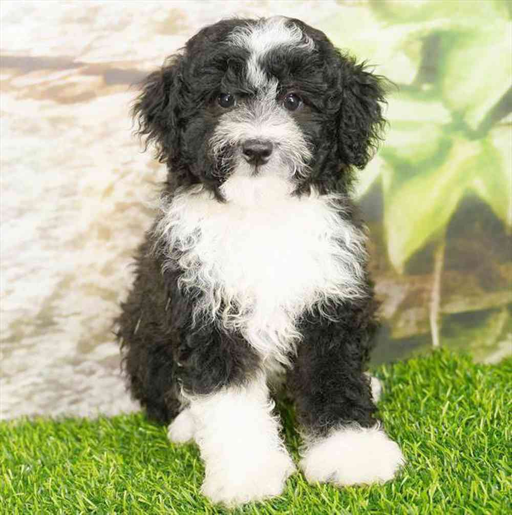 Image of a pet breed in the gallery