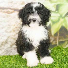 2nd Gen Sheepadoodle