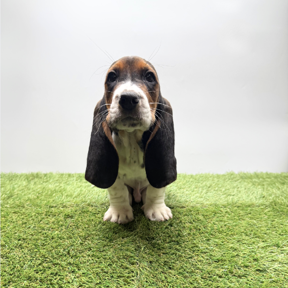 pet breed image