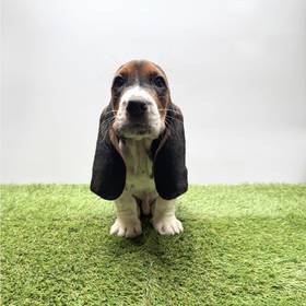 Basset Hound