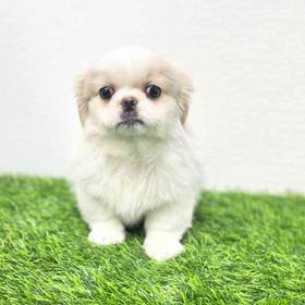 Pekingese