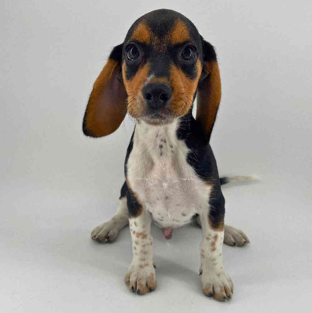 pet breed image