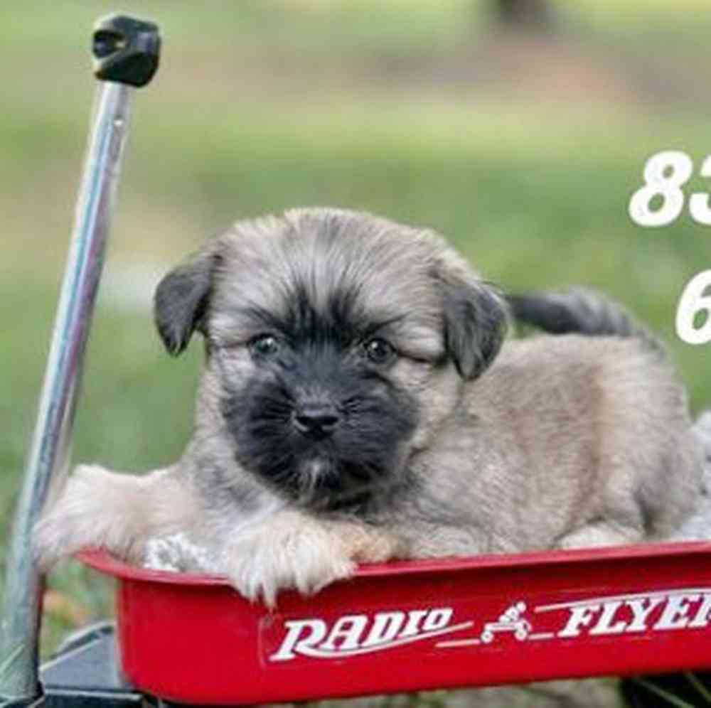 pet breed image
