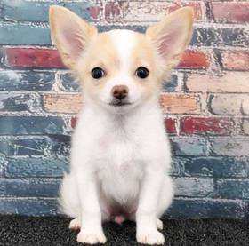 Chihuahua