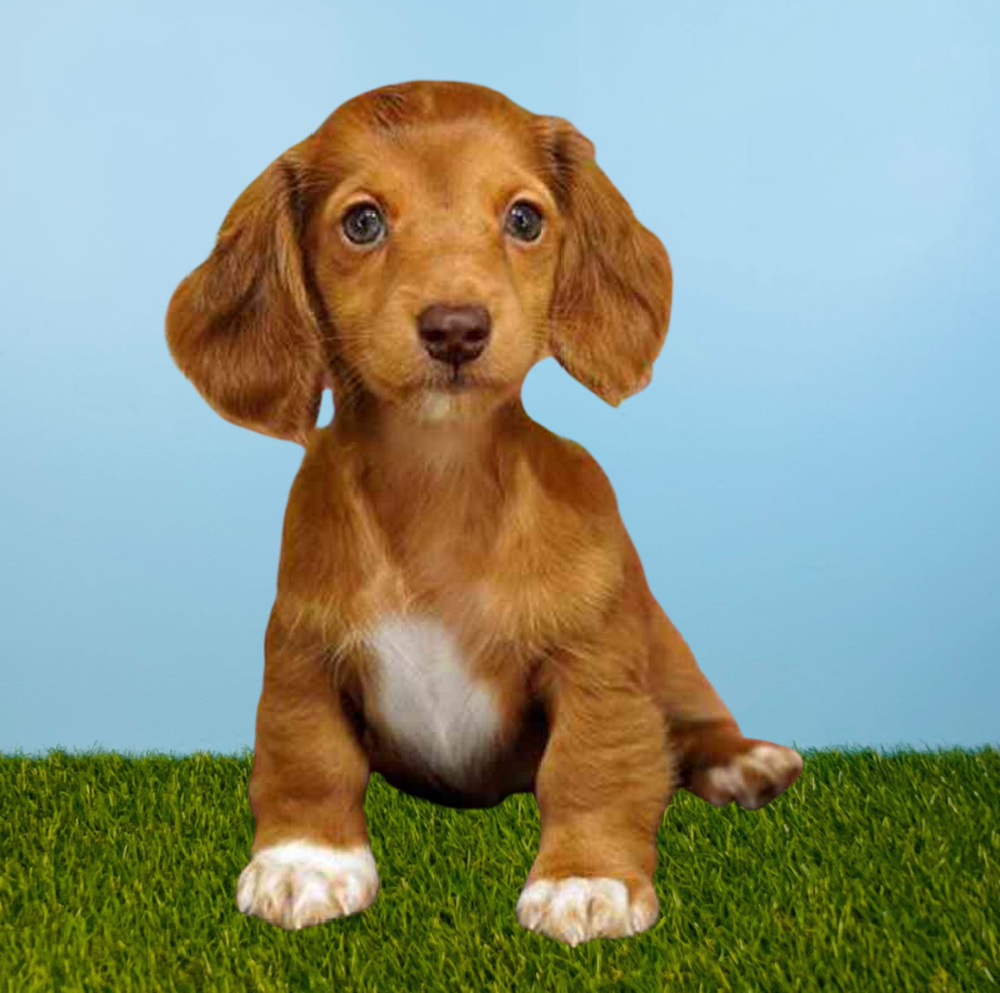 Female Dachshund Puppy for Sale in Pasadena, TX