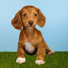 Dachshund