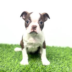 Boston Terrier