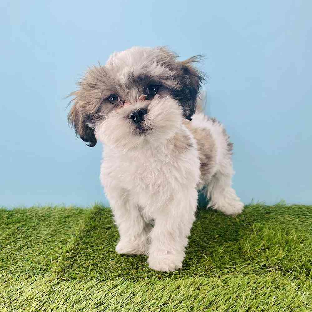 pet breed image