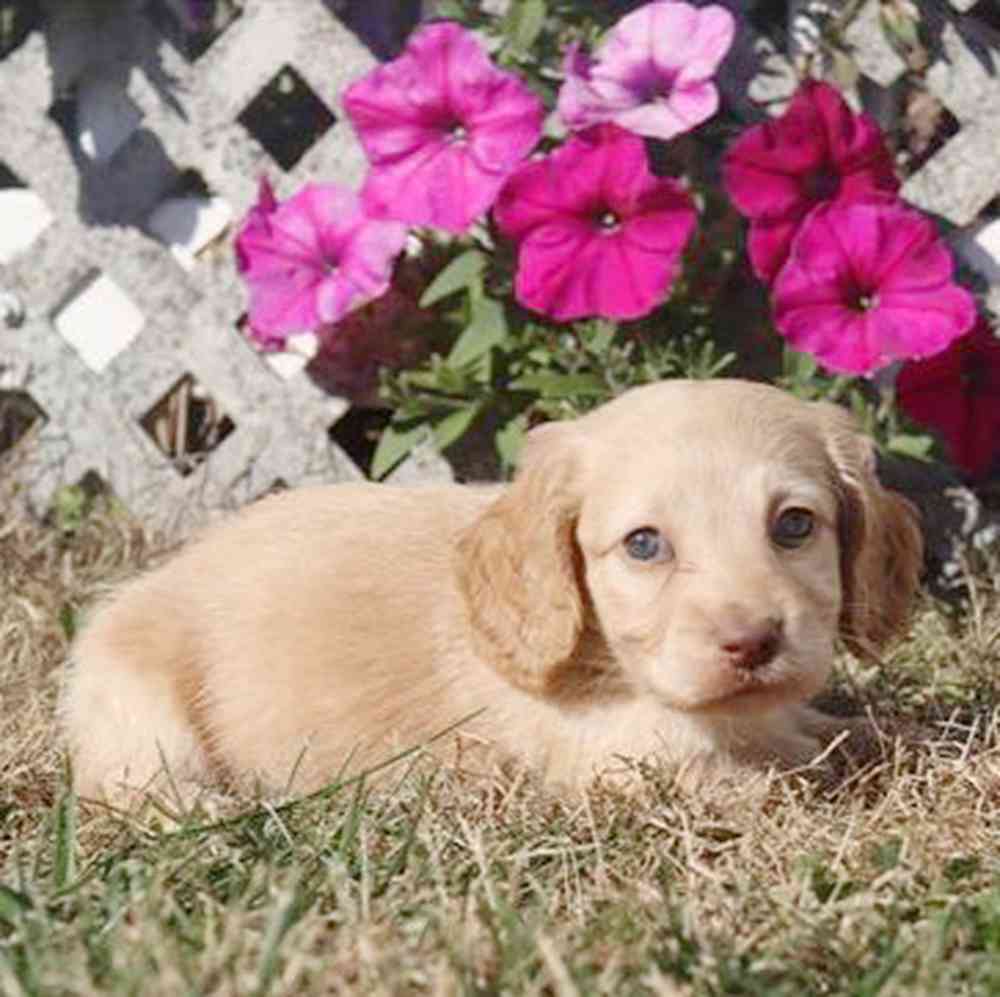 Image of a pet breed in the gallery