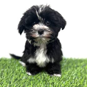 Morkie
