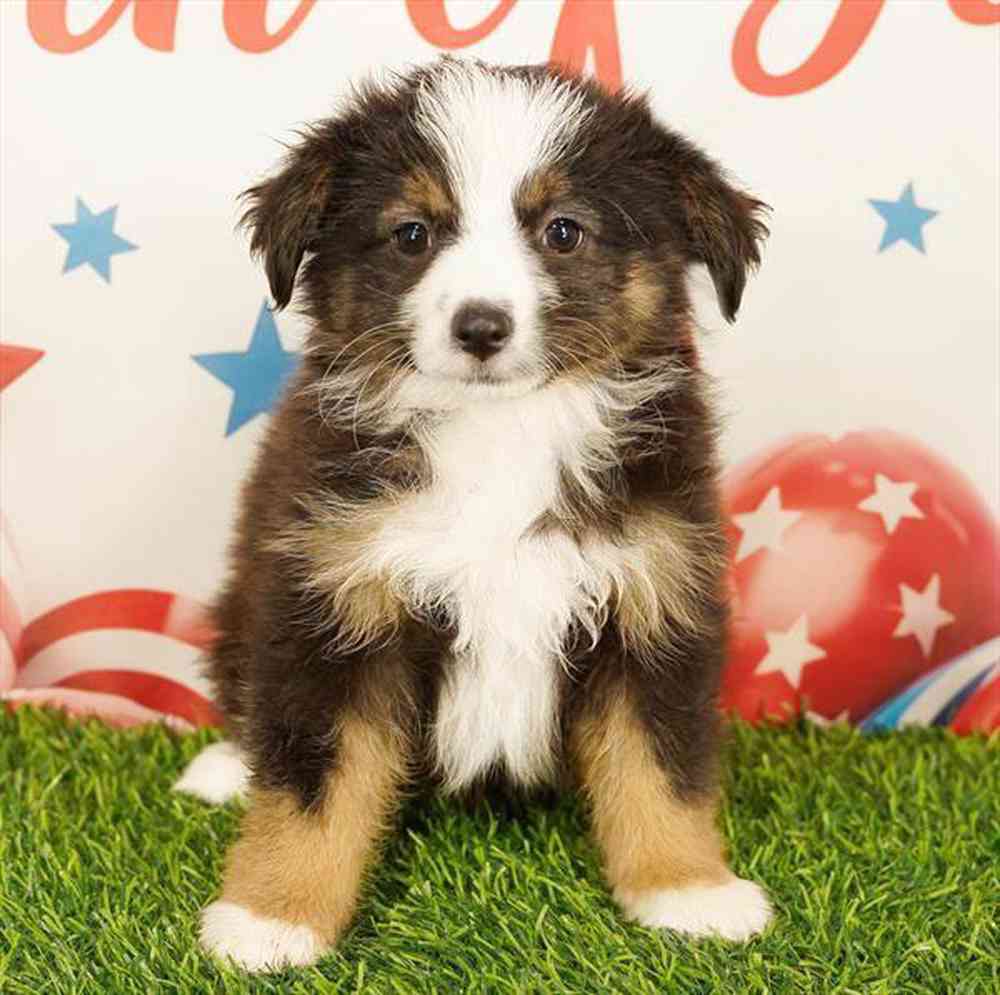 Image of a pet breed in the gallery