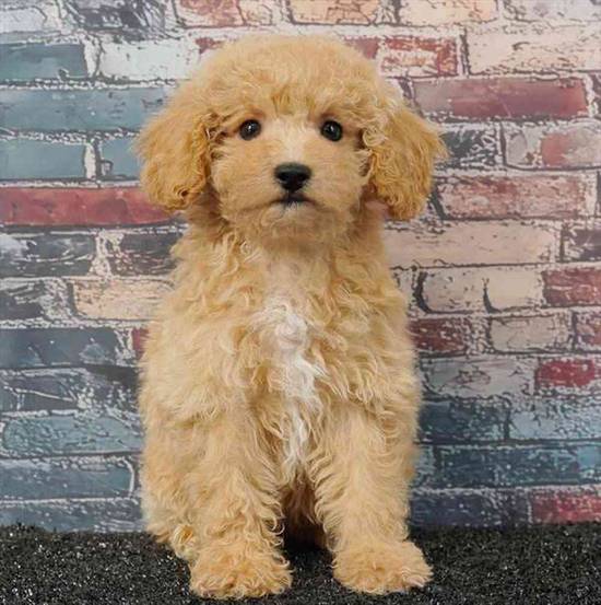Bichapoo