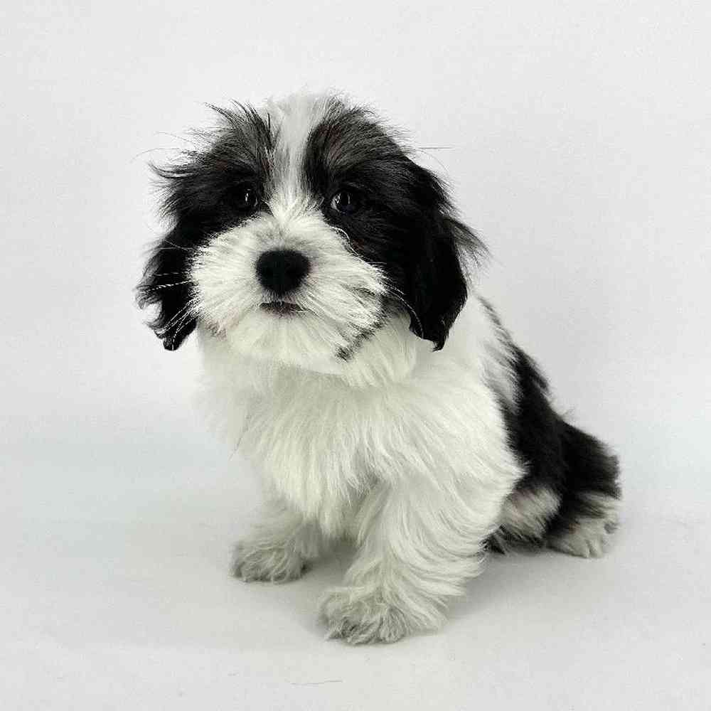 Male Coton De Tulear Puppy for Sale in Tolleson, AZ