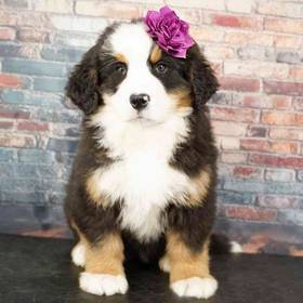 Bernese Mountain Dog